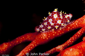 Colourful Cowrie by John Parker 